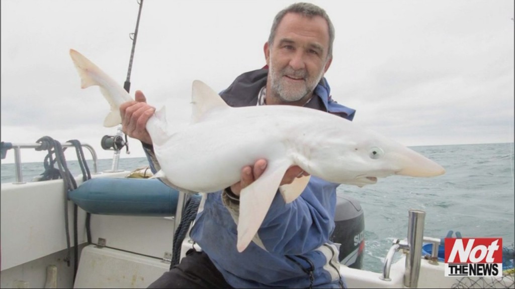 Albino Shark