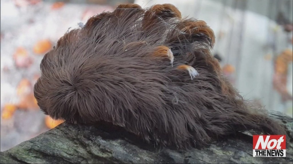 Hairy Caterpillar