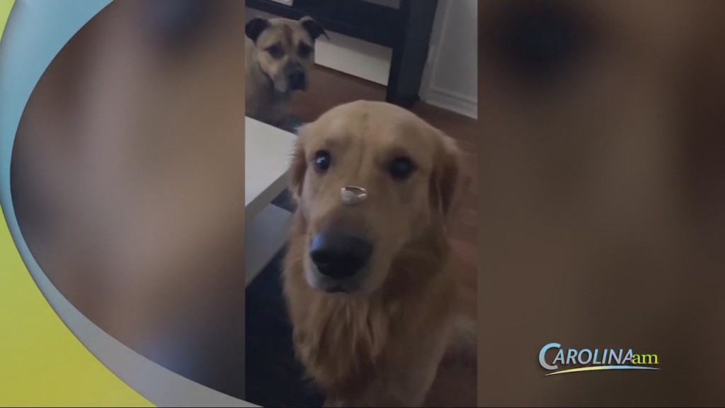 Dog Eats Ring