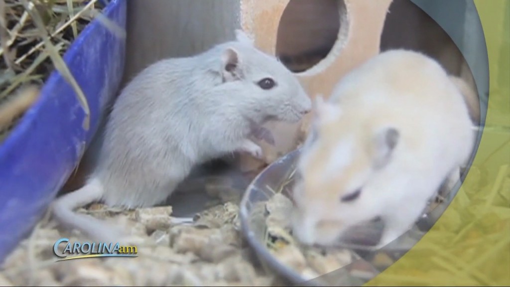 Rattiest City