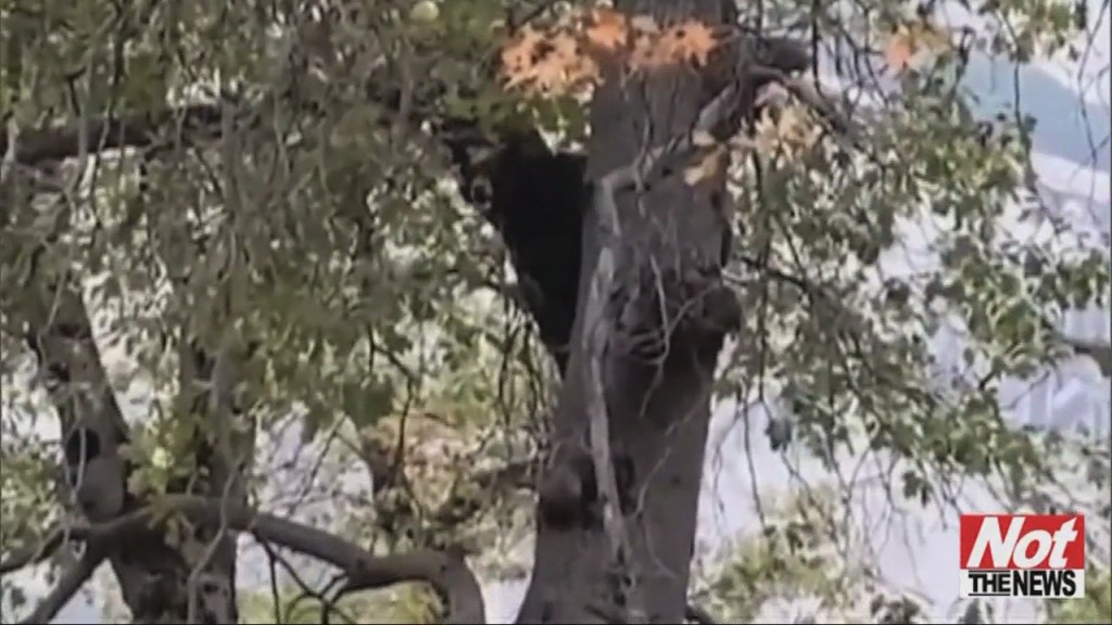 Bear