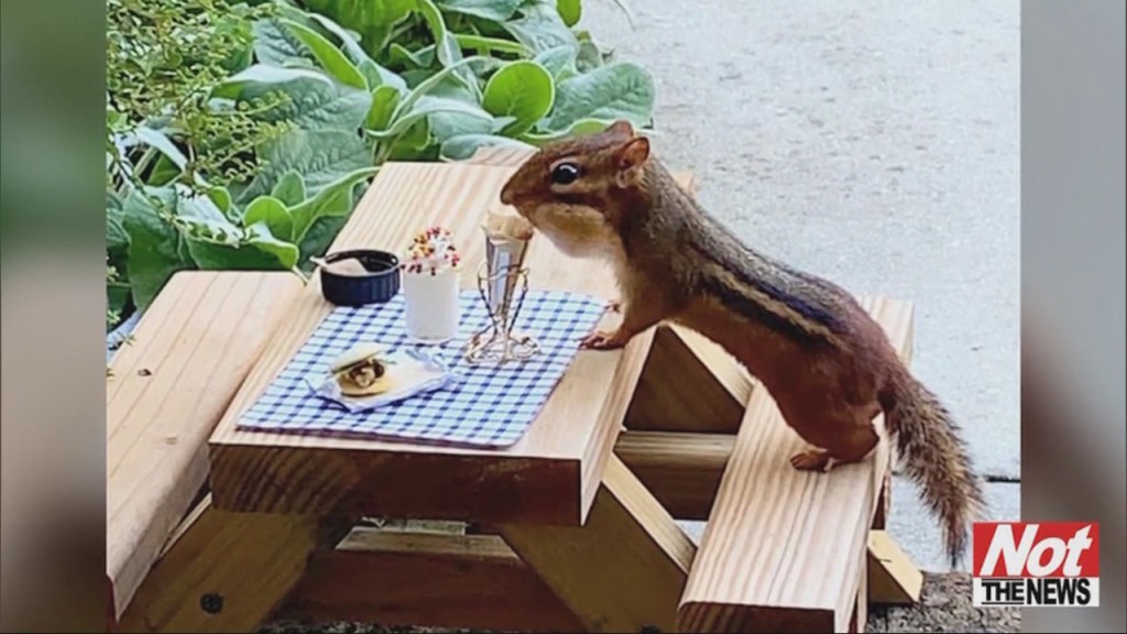 Chipmunk Cafe