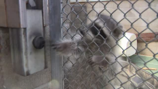 Ca: Caught On Cam: Raccoons Break Into Bank