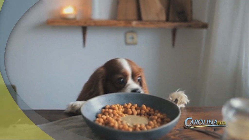 Cam 1102 Dogday