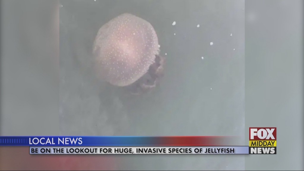 Jellyfish