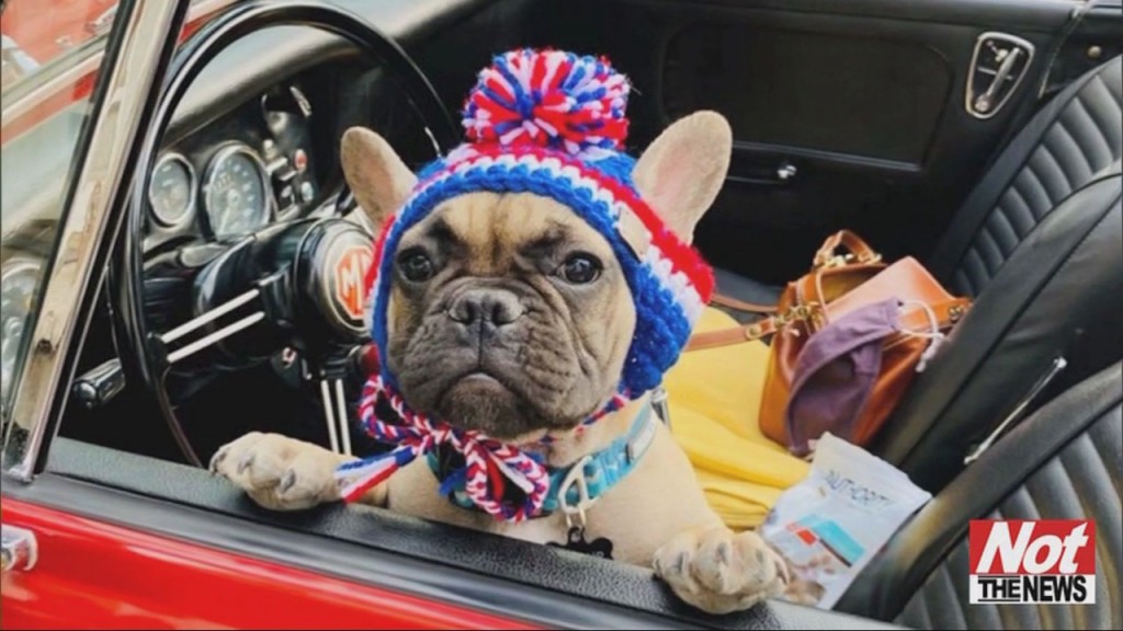 Bulldog Mayor