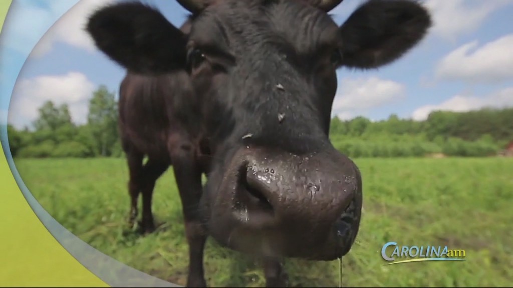 Cam 1110 Cows