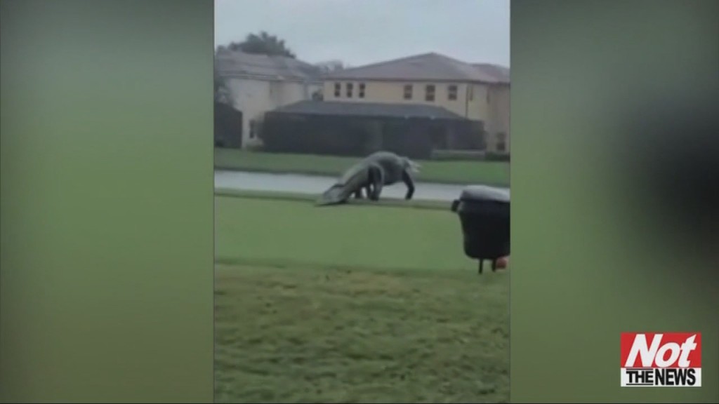 Gator