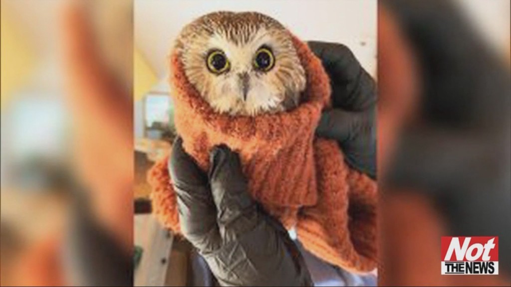 Owl
