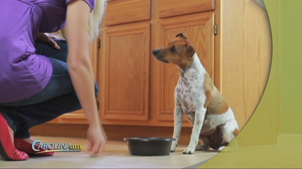 Feeding Dogs