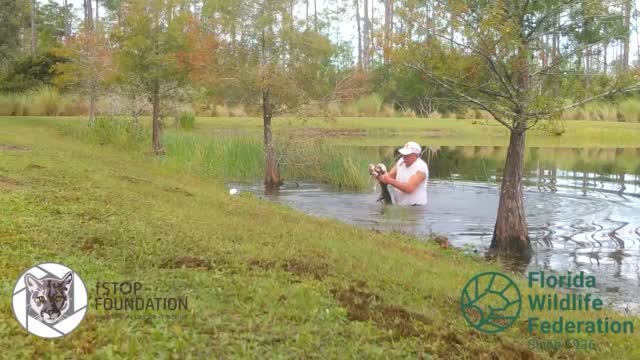 Fl: Caught On Video: Owner Saves Pup From Gator