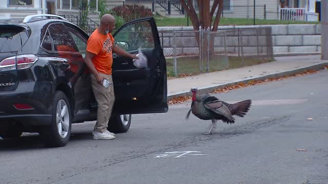 Ma: Turkey Terrorizes Boston Neighborhood