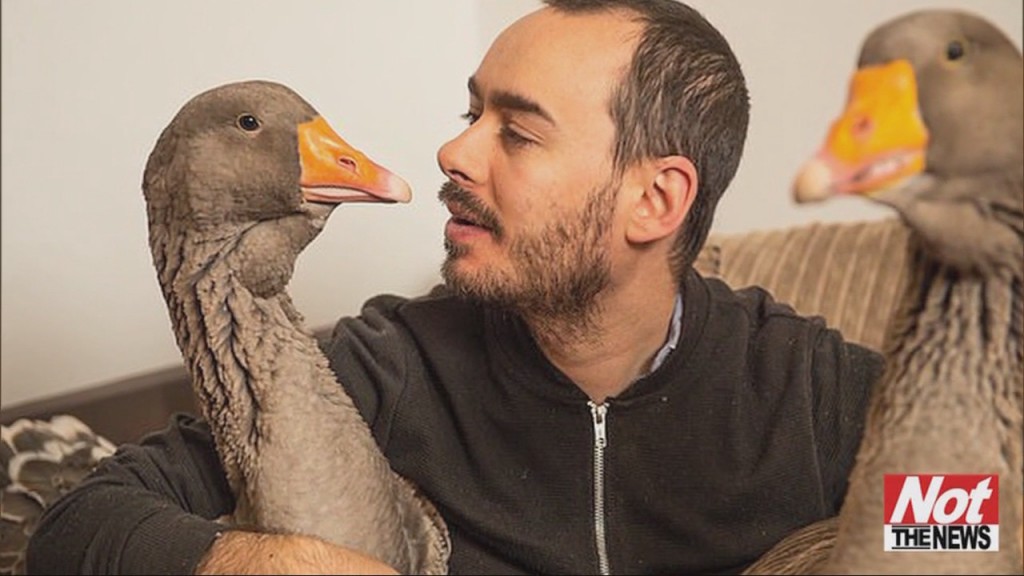 Geese
