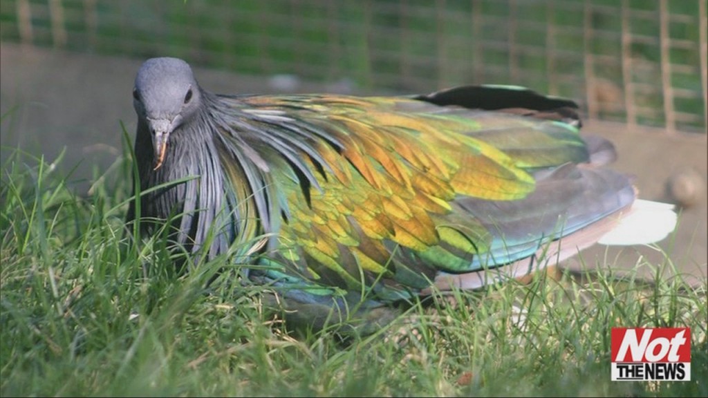 Bird Found