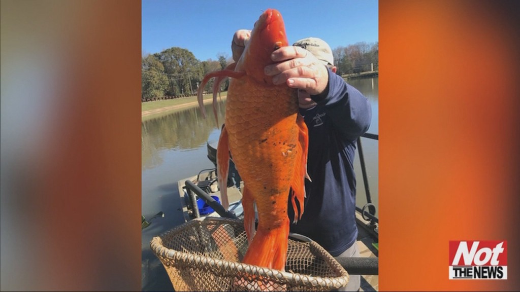 Gold Fish