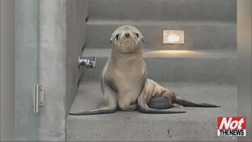 Sea Lion