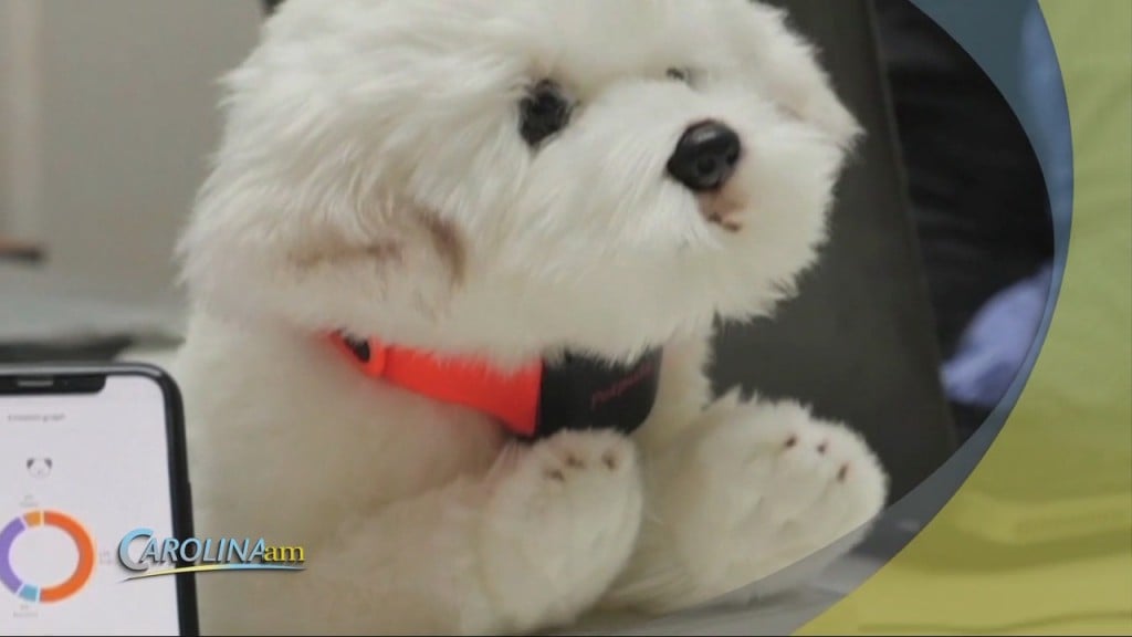 Dog Collar