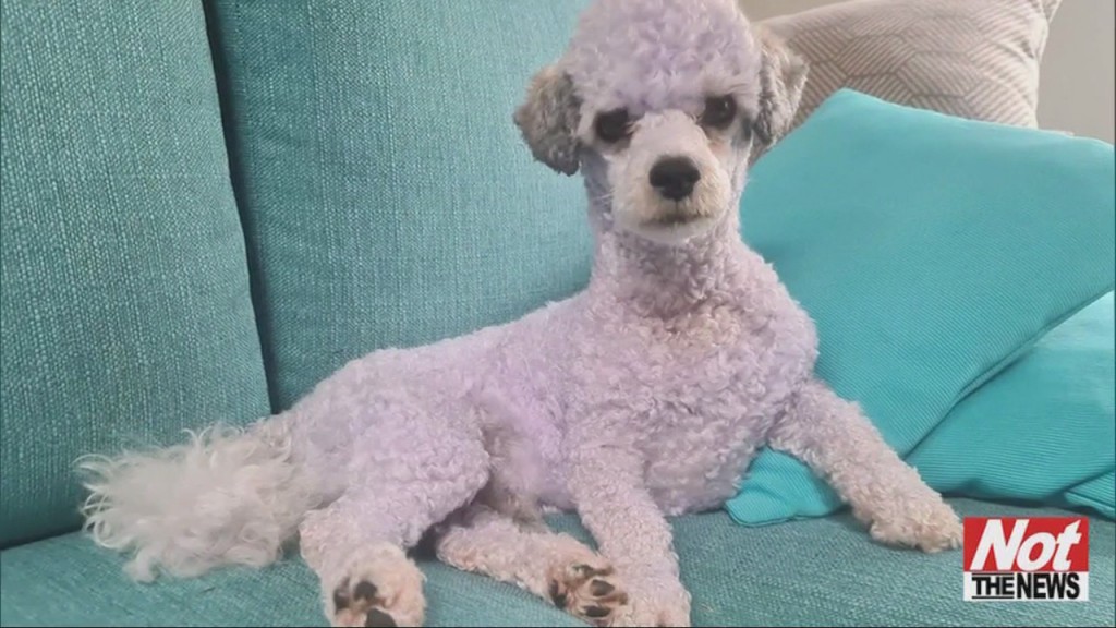 Pupple Poodle