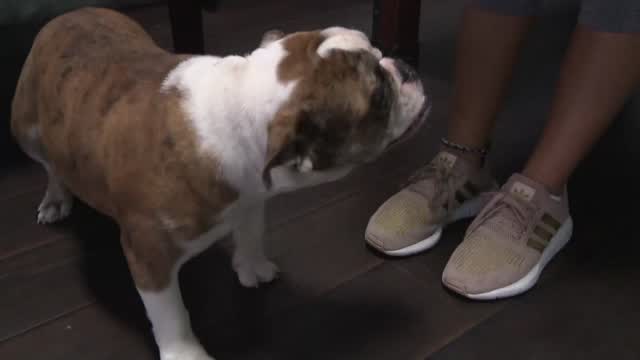 Tx: Employee Jumps On Car After $10k Puppy Stolen