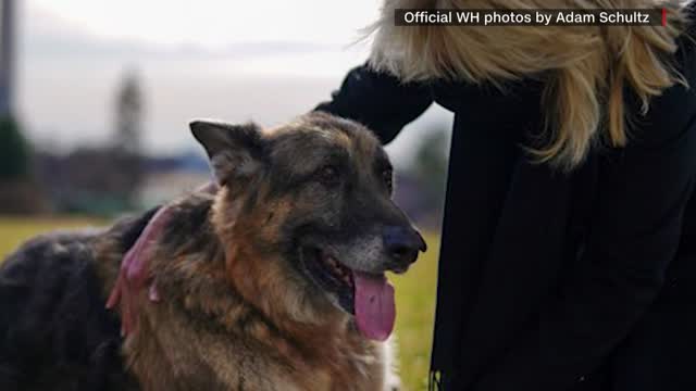 First Dogs Make First Appearance At White House