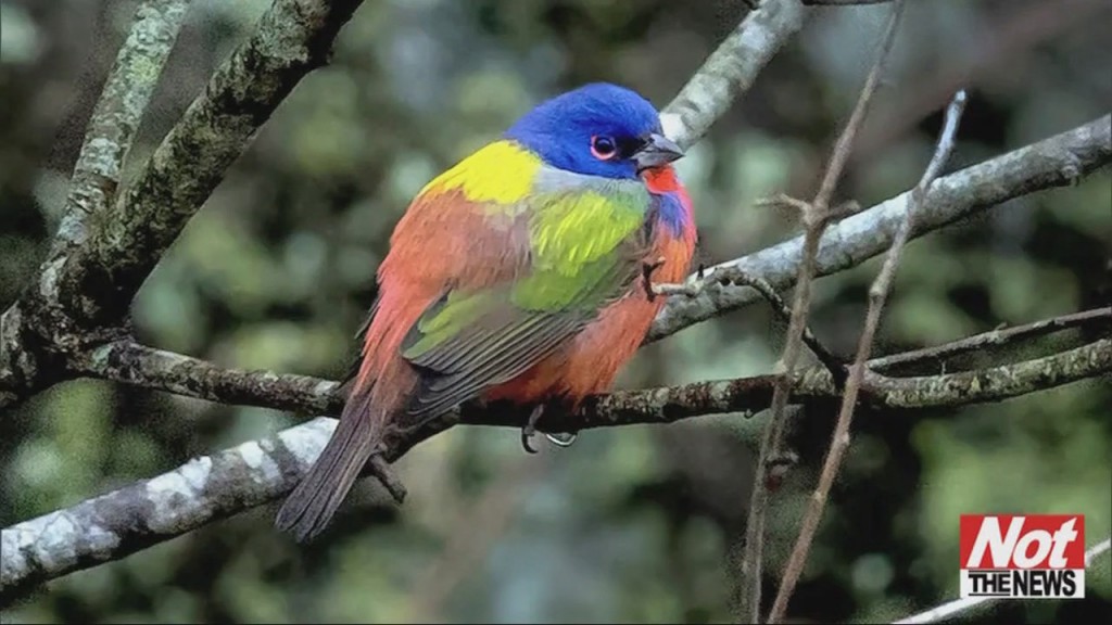 Pretty Bird