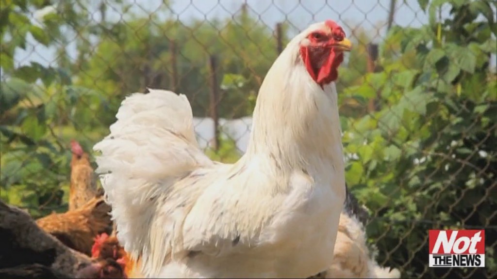 Key West Chickens