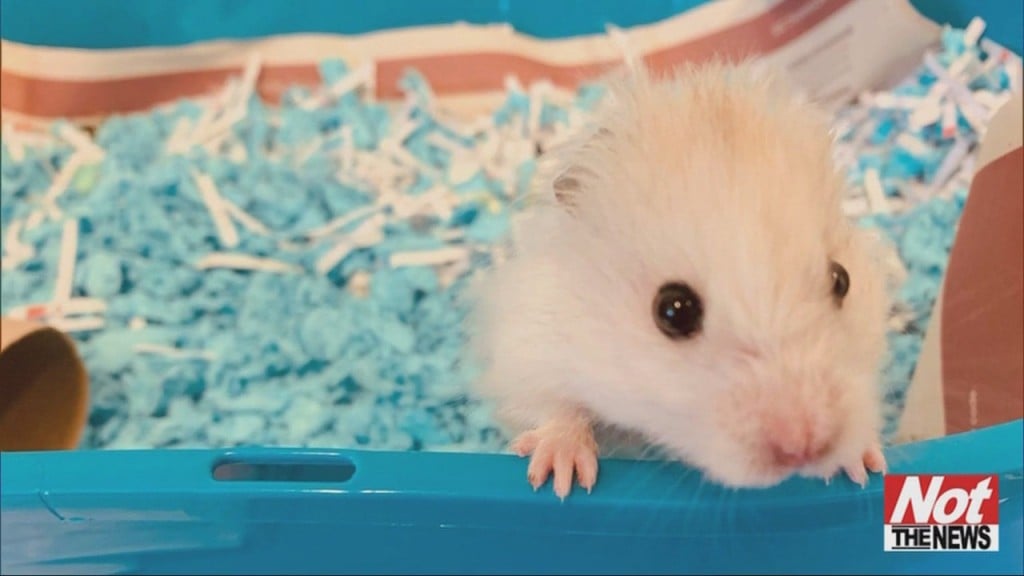 Hamster