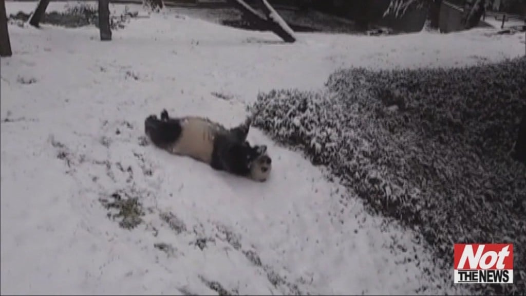 Pandas
