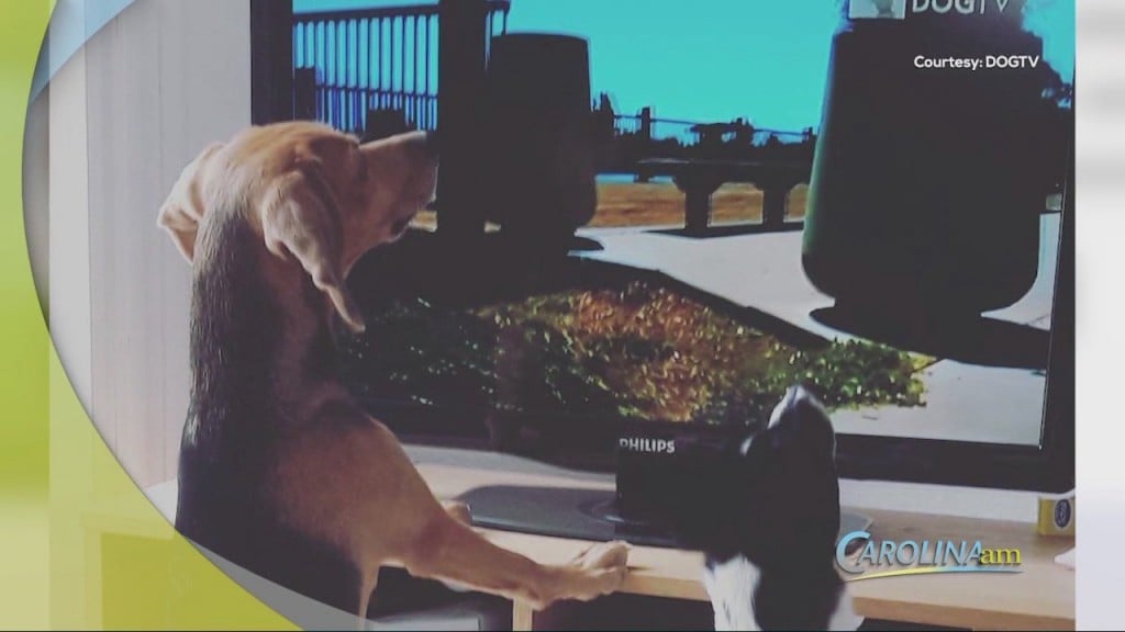 Dog Tv