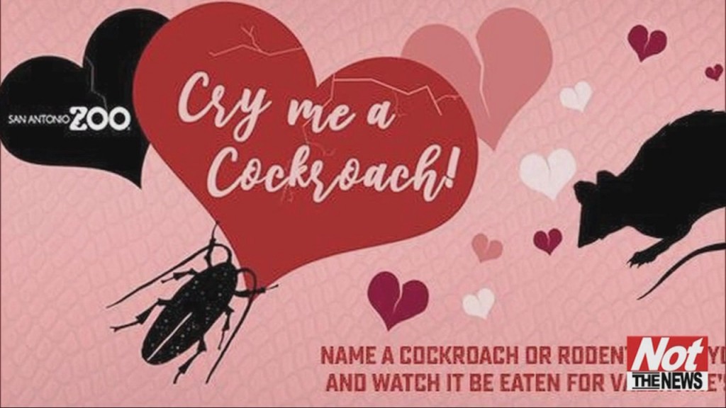 Name A Roach