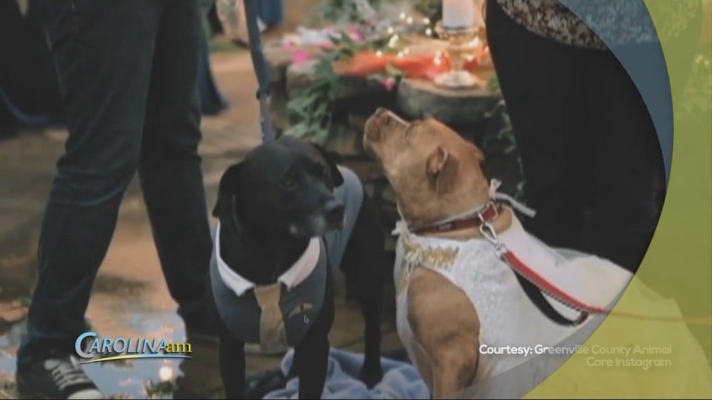 Dog Wedding