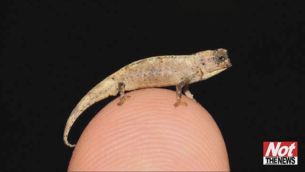 Little Lizard