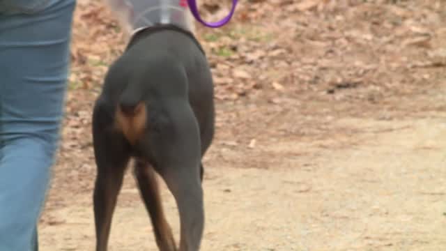 Nc: Dog Mistakenly Neutered During Visit