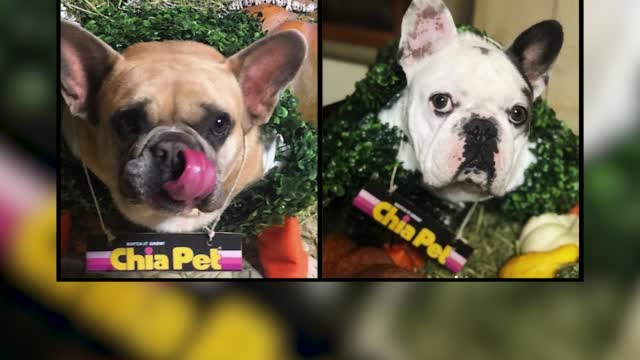 Lady Gaga's Dogs Stolen During Dogwalker Shooting