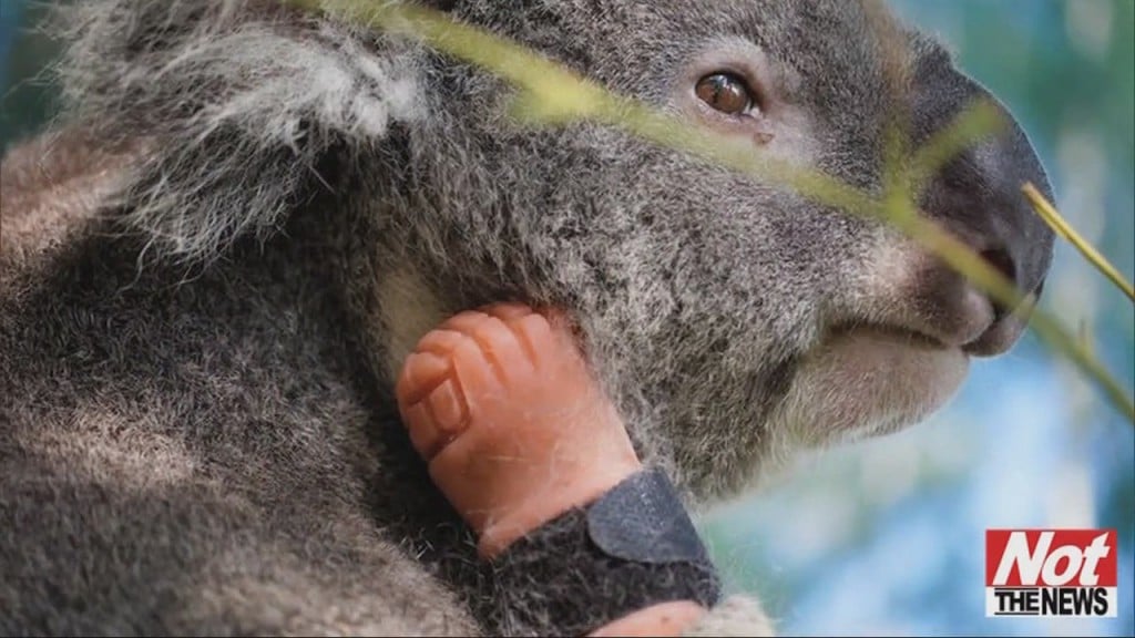 Koala Foot