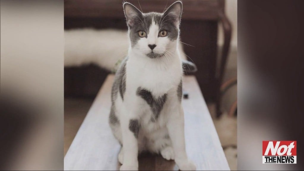 Valentine Kitty