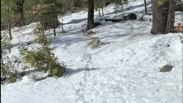 Ca: Man Found Dead In Snow With Dog Keeping Guard