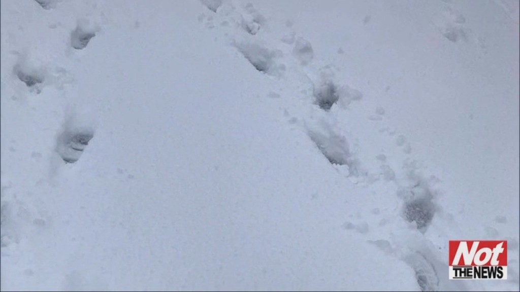 Snow Tracks