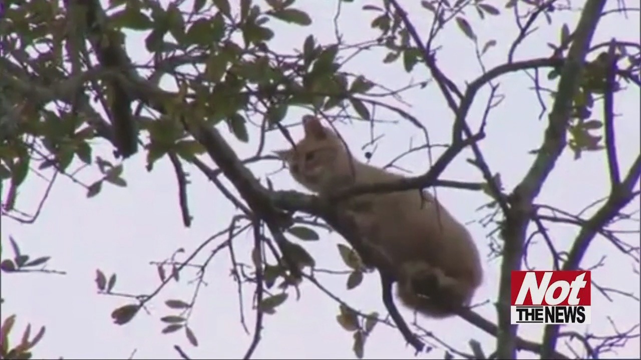 Cat Stuck in Tree for a Week Rescued by Firefighters - WFXB