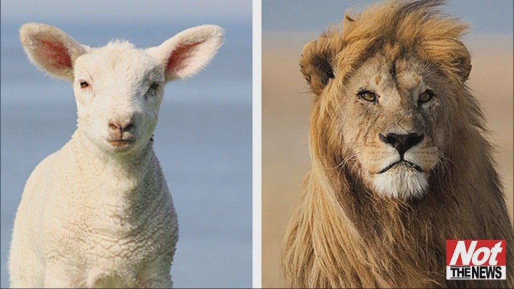 Lion And Lamb