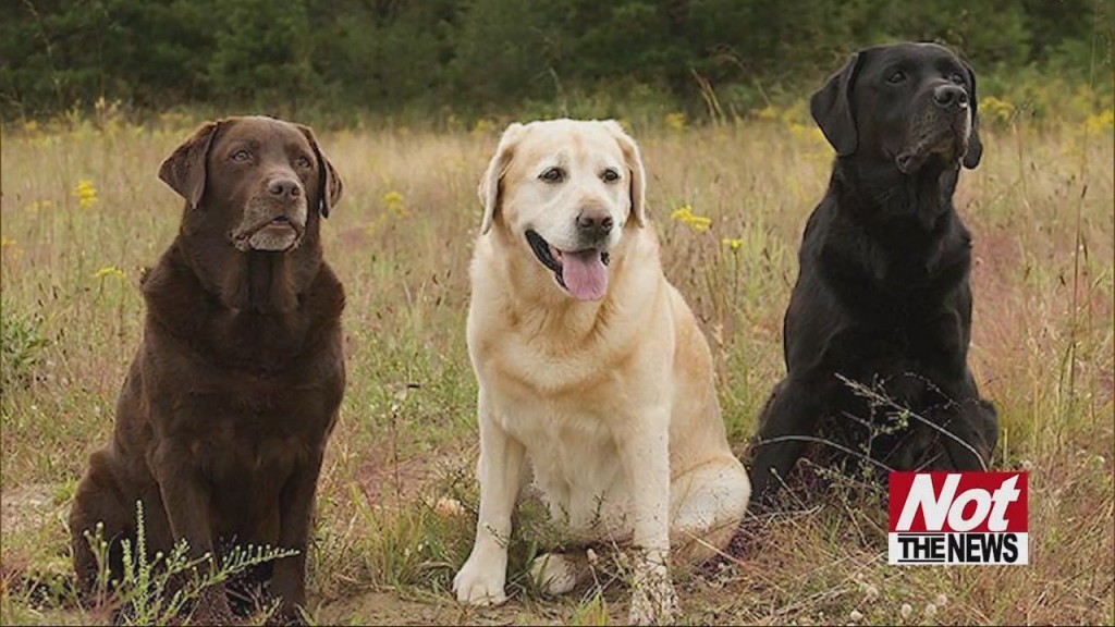 Dog Breeds
