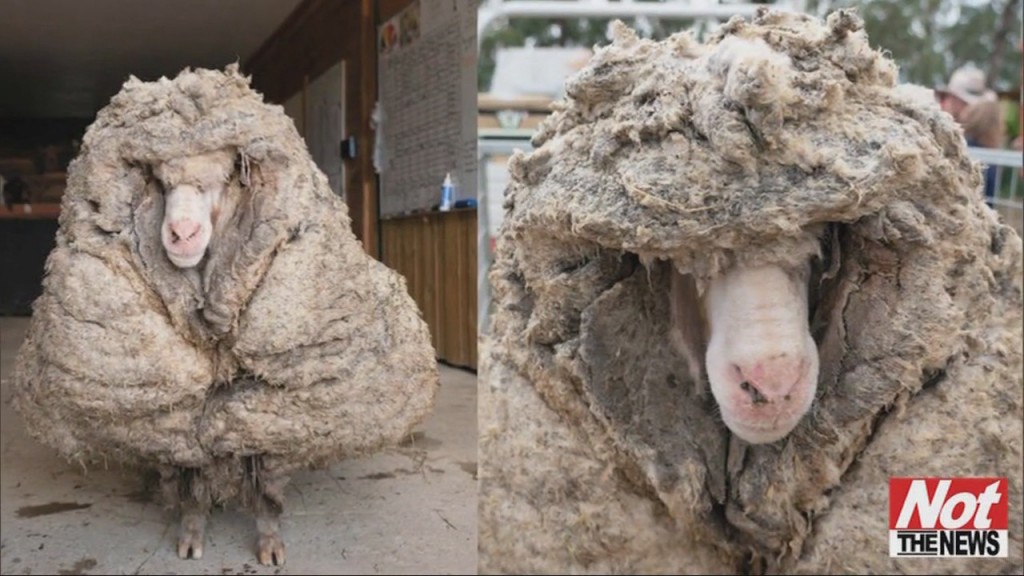 Shaggy Sheep