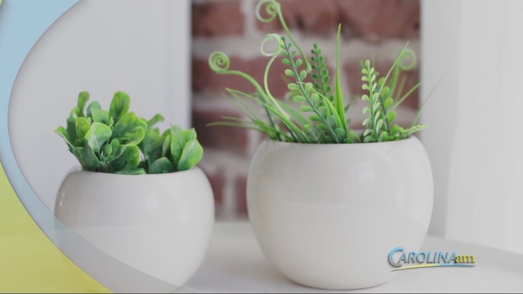 House Plants