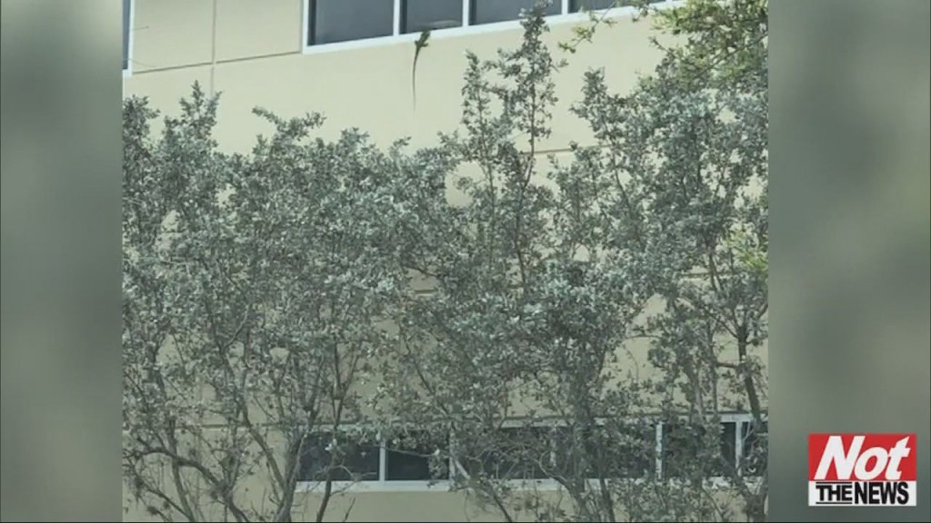 Iguana Scales Building