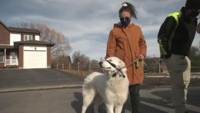 Dog Helps Owner During Medical Emergency