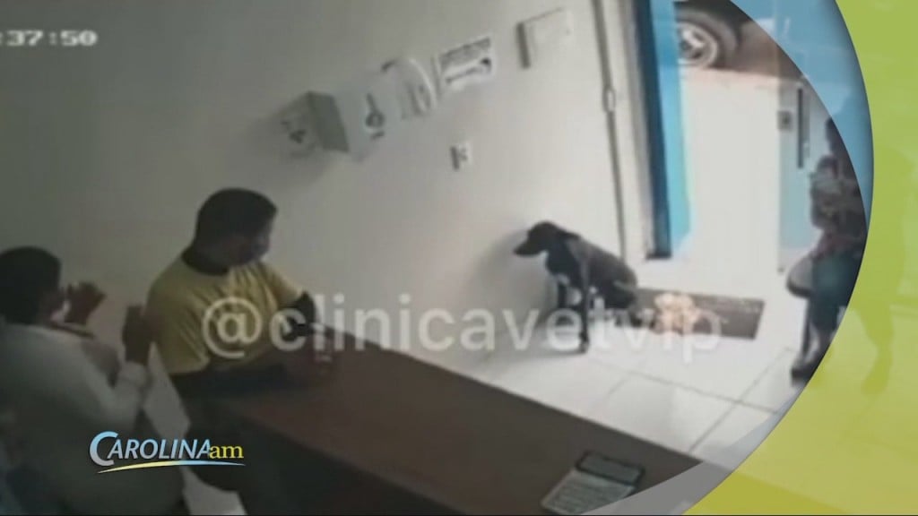 Cam 0331 Dogcheckin