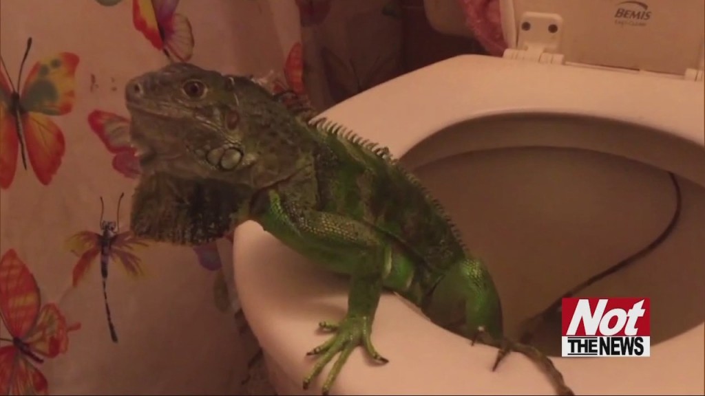 Reptiles