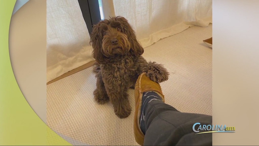 Cute Dog