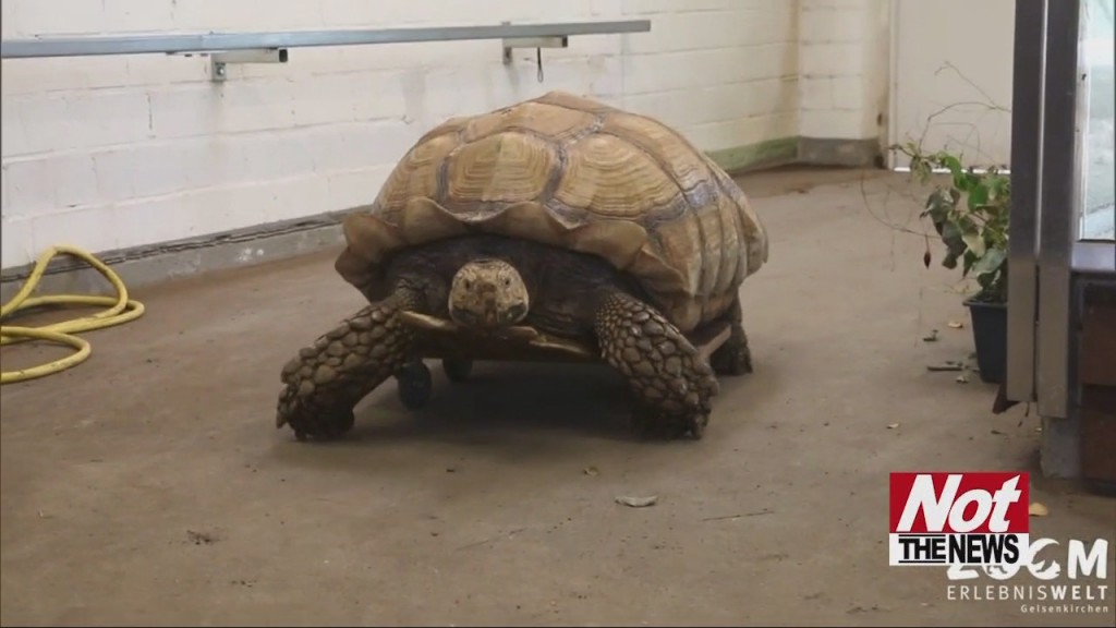 Turtle