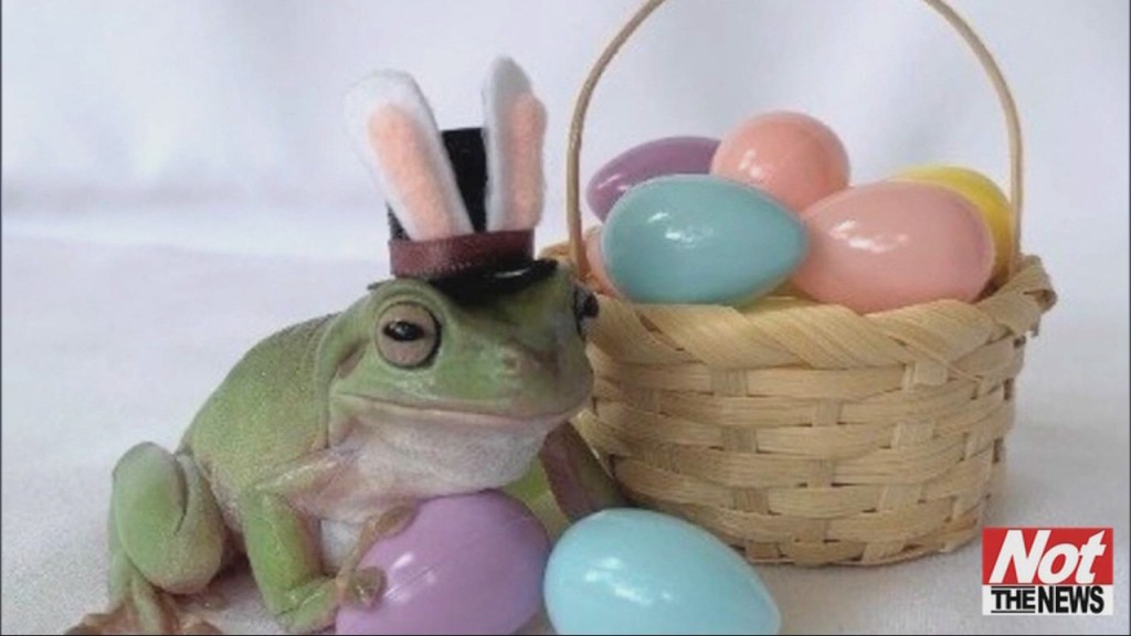 Cadbury Frog